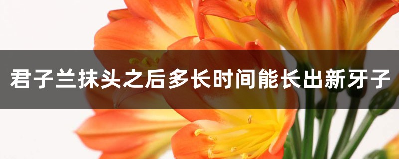 君子兰抹头之后多长时间能长出新芽子 君子兰抹头之后多长时间能长出新芽子