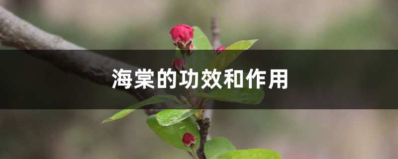海棠的功效和作用,有什么禁忌 海棠的功效和作用,有什么禁忌
