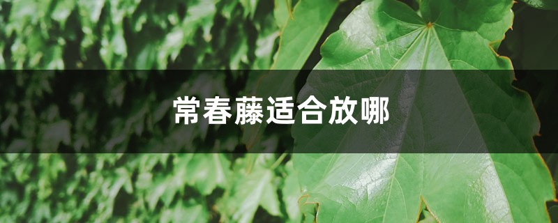 常春藤适合放哪,能不能放阳台养 常春藤适合放哪,能不能放阳台养