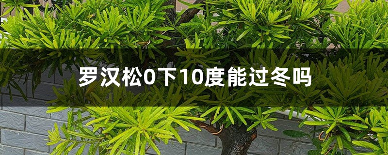 罗汉松如何安全过冬,0下10度能过冬吗 罗汉松如何安全过冬,0下10度能过冬吗