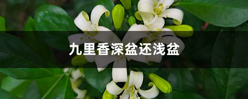 九里香适合深盆还是浅盆,选盆有什么要求 九里香适合深盆还是浅盆,选盆有什么要求