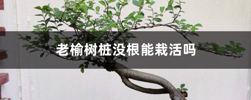 榆树如何养根,老榆树桩没根能栽活吗 榆树如何养根,老榆树桩没根能栽活吗