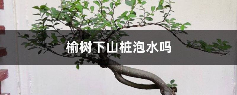 榆树下山桩泡水吗,怎么才能确定成活了 榆树下山桩泡水吗,怎么才能确定成活了