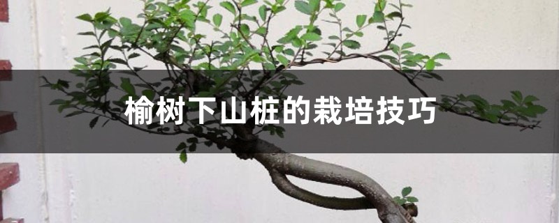 榆树下山桩的栽培技巧,根部怎么处理 榆树下山桩的栽培技巧,根部怎么处理