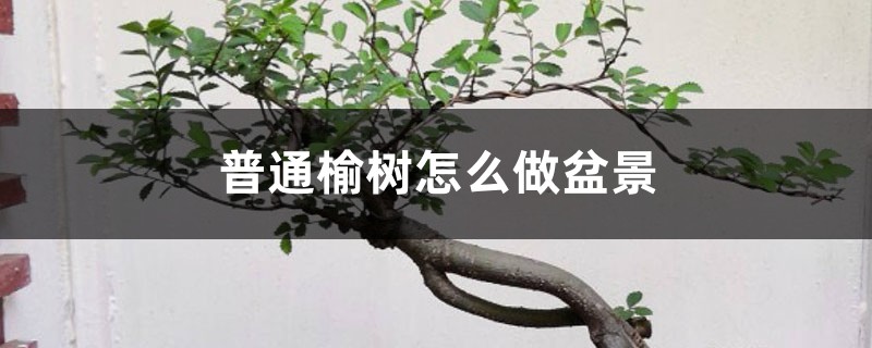 榆树怎么做成盆景,小榆树苗可以吗 榆树怎么做成盆景,小榆树苗可以吗