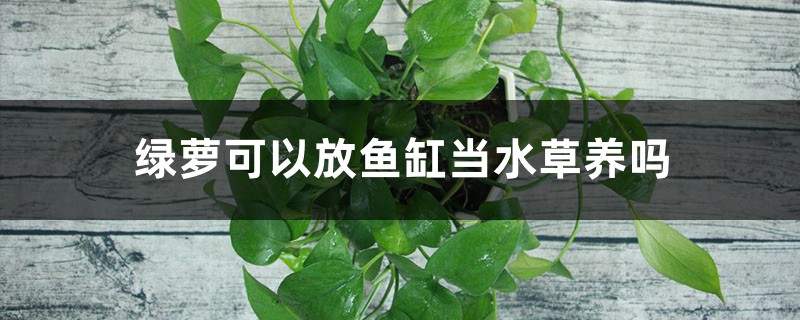 绿萝可以放鱼缸当水草养吗,固定在鱼缸的方法 绿萝可以放鱼缸当水草养吗,固定在鱼缸的方法