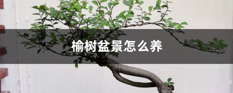 榆树盆景怎么养造型,黄叶怎么办 榆树盆景怎么养造型,黄叶怎么办