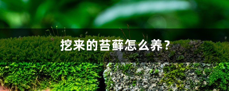 挖来的苔藓怎么养?这样成活率最高! 挖来的苔藓怎么养?这样成活率最高!