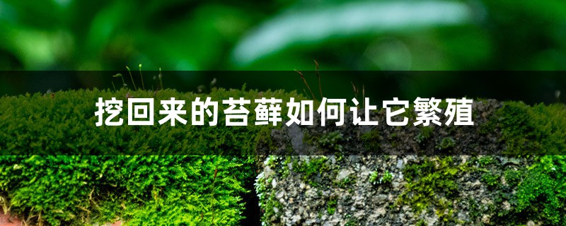 苔藓怎么繁殖,怎么在家里自制苔藓 苔藓怎么繁殖,怎么在家里自制苔藓