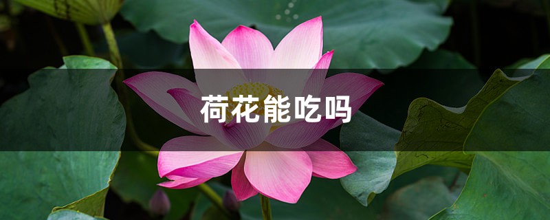 荷花能吃吗,孕妇能吃吗 荷花能吃吗,孕妇能吃吗
