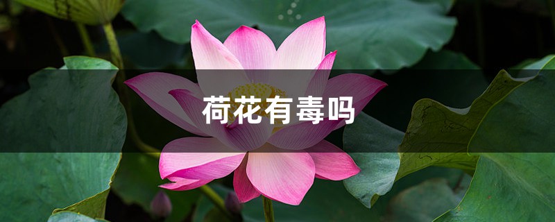 荷花有毒吗,能放在卧室中吗 荷花有毒吗,能放在卧室中吗