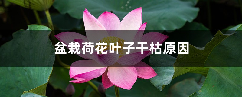 盆栽荷花叶子干枯原因,怎么处理 盆栽荷花叶子干枯原因,怎么处理