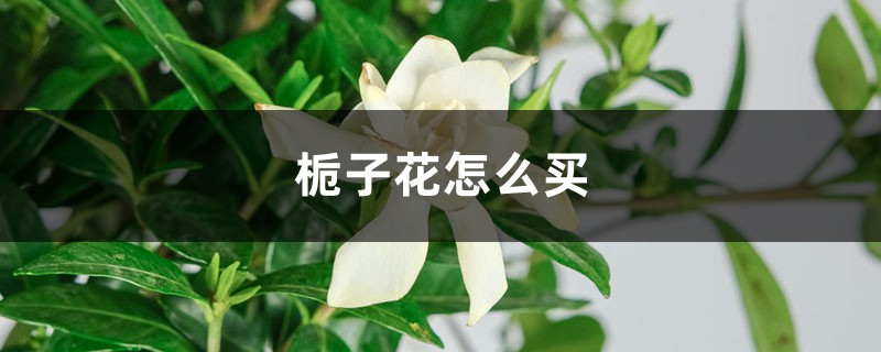 栀子花怎么买,买来的栀子花怎么养 栀子花怎么买,买来的栀子花怎么养