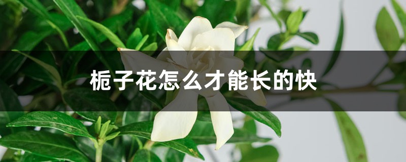 栀子花什么时候生长快,怎么才能长的快 栀子花什么时候生长快,怎么才能长的快