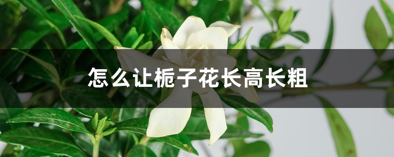 怎么让栀子花长高长粗 怎么让栀子花长高长粗