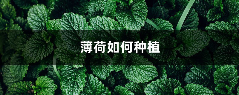 薄荷如何种植,薄荷发芽后如何护理 薄荷如何种植,薄荷发芽后如何护理