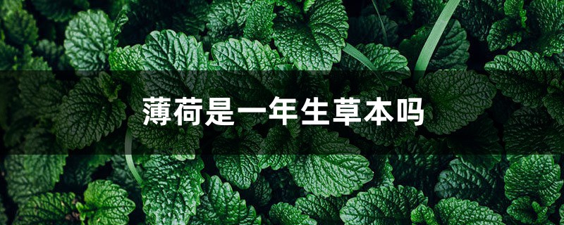 薄荷是一年生草本吗,薄荷可以养几年 薄荷是一年生草本吗,薄荷可以养几年