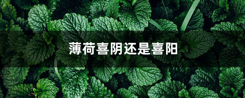 薄荷喜阴还是喜阳,薄荷为什么养得又软又细 薄荷喜阴还是喜阳,薄荷为什么养得又软又细