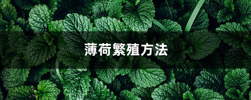 薄荷繁殖方法,剪下来的薄荷怎么利用 薄荷繁殖方法,剪下来的薄荷怎么利用