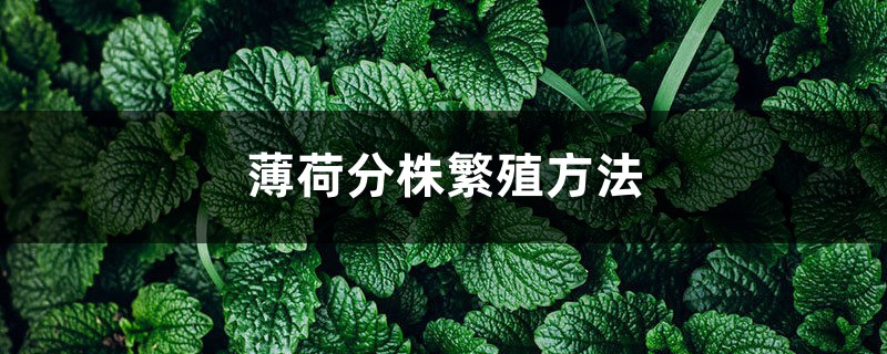 薄荷分株繁殖方法,薄荷自己会分株吗 薄荷分株繁殖方法,薄荷自己会分株吗