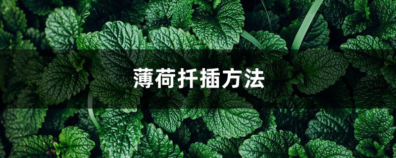 薄荷扦插方法,薄荷扦插多久生根 薄荷扦插方法,薄荷扦插多久生根