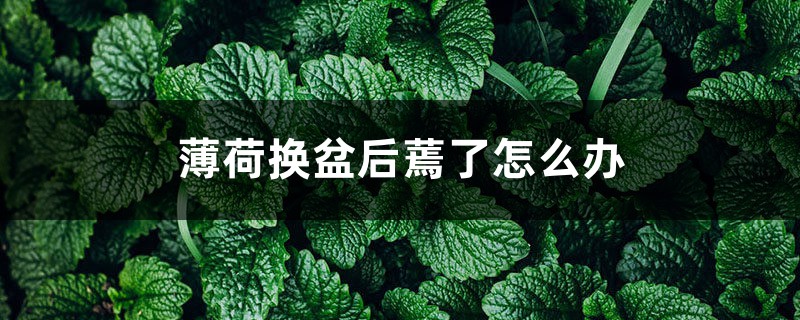 薄荷换盆后蔫了怎么办,薄荷换盆正确方法 薄荷换盆后蔫了怎么办,薄荷换盆正确方法