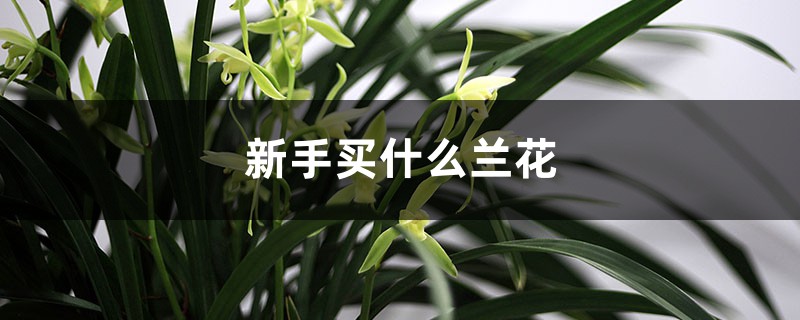 新手买什么兰花,刚开始怎么种兰花 新手买什么兰花,刚开始怎么种兰花