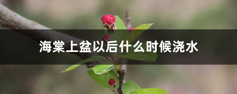 海棠上盆以后什么时候浇水,浇水过多怎么办 海棠上盆以后什么时候浇水,浇水过多怎么办