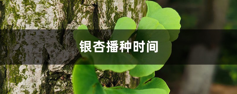 银杏播种时间,银杏传播种子的方法 银杏播种时间,银杏传播种子的方法