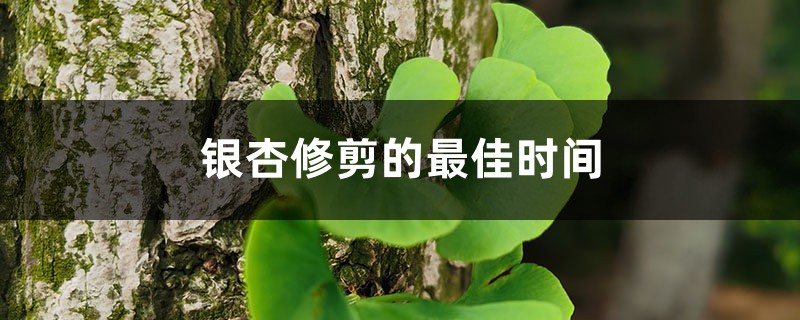 银杏修剪的最佳时间,盆栽银杏什么时候修剪 银杏修剪的最佳时间,盆栽银杏什么时候修剪