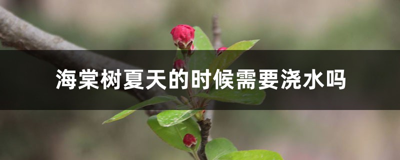 海棠树夏天的时候需要浇水吗,冬季几天浇一次水 海棠树夏天的时候需要浇水吗,冬季几天浇一次水