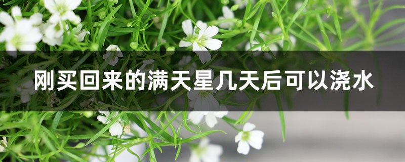 刚买回来的满天星几天后可以浇水,小苗怎么养 刚买回来的满天星几天后可以浇水,小苗怎么养