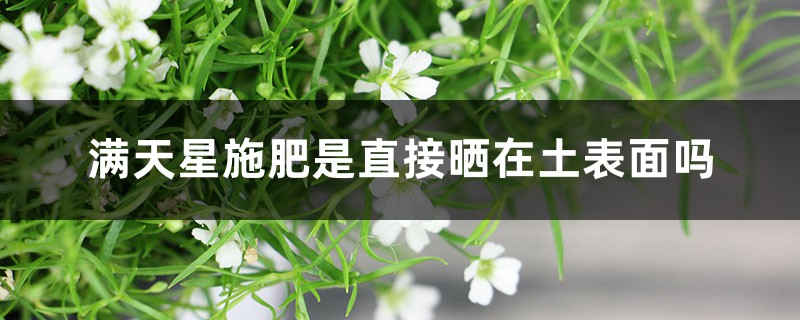 满天星施肥是直接晒在土表面吗,施肥黄叶怎么办 满天星施肥是直接晒在土表面吗,施肥黄叶怎么办