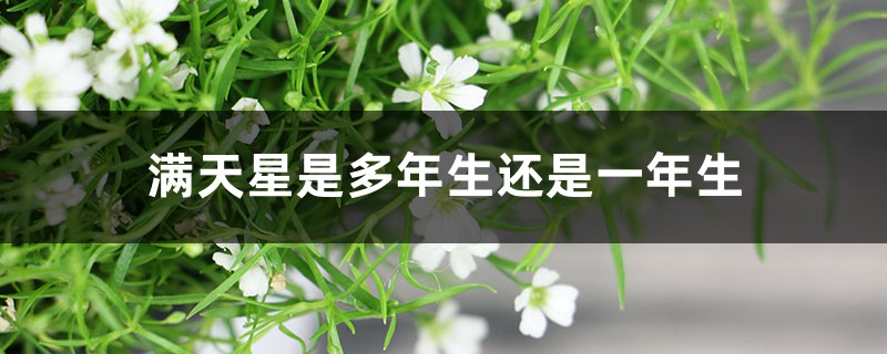 满天星是多年生还是一年生,如何做干花 满天星是多年生还是一年生,如何做干花