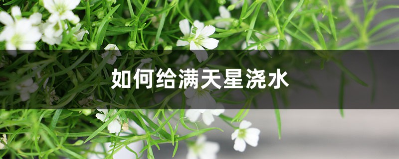 如何给满天星浇水,怎么施肥才能爆盆 如何给满天星浇水,怎么施肥才能爆盆