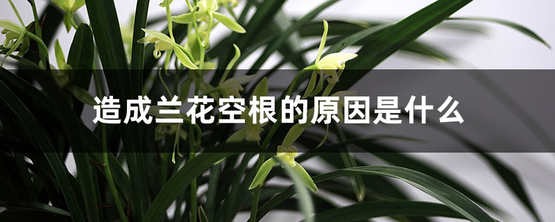 造成兰花空根的原因是什么,如何挽救空根兰花 造成兰花空根的原因是什么,如何挽救空根兰花