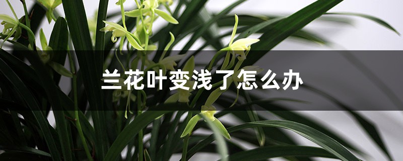 兰花叶颜色变浅了怎么办 兰花叶颜色变浅了怎么办