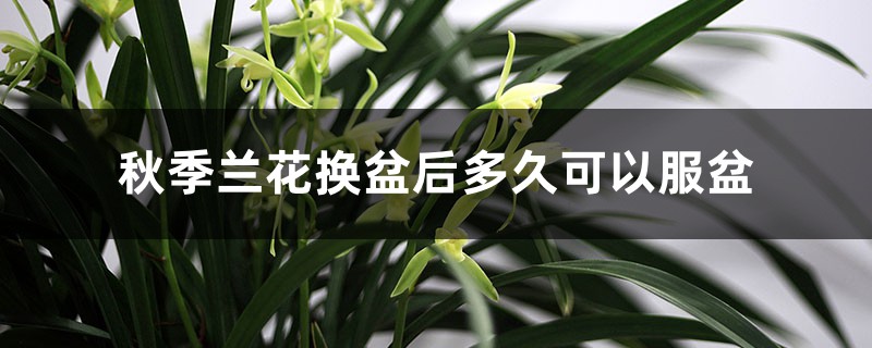 秋季兰花换盆后多久可以服盆,服盆期不能见光吗 秋季兰花换盆后多久可以服盆,服盆期不能见光吗