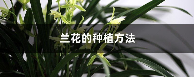 兰花怎么栽种(种植方法介绍) 兰花怎么栽种(种植方法介绍)