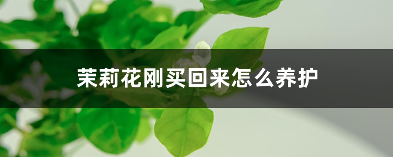 茉莉花刚买回来怎么养护,刚买回来出现黄叶怎么回事 茉莉花刚买回来怎么养护,刚买回来出现黄叶怎么回事