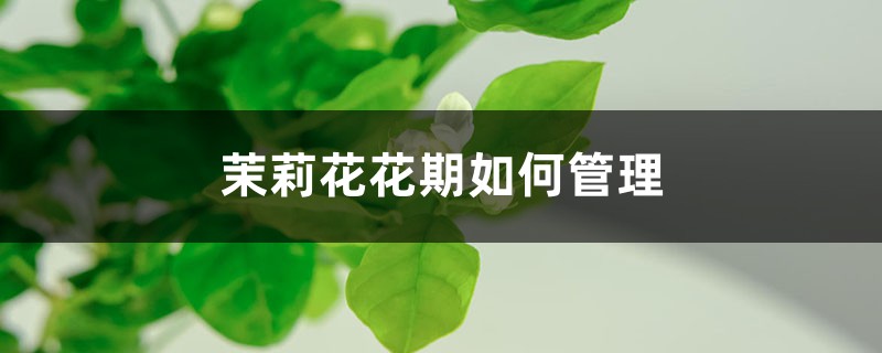 茉莉花花期如何管理,茉莉花什么时候开花 茉莉花花期如何管理,茉莉花什么时候开花