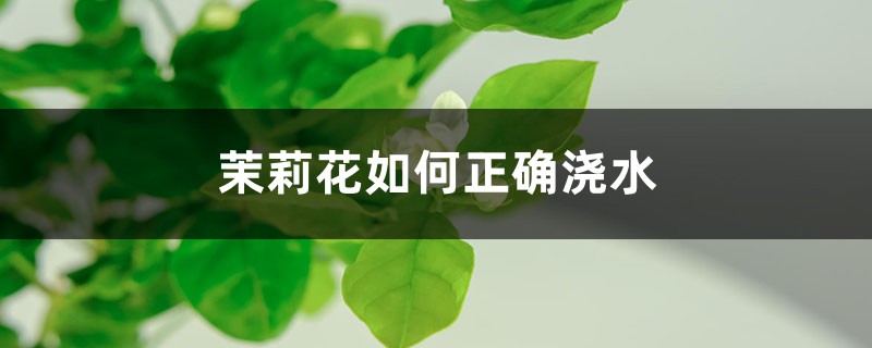 茉莉花如何正确浇水,茉莉花如何施肥 茉莉花如何正确浇水,茉莉花如何施肥
