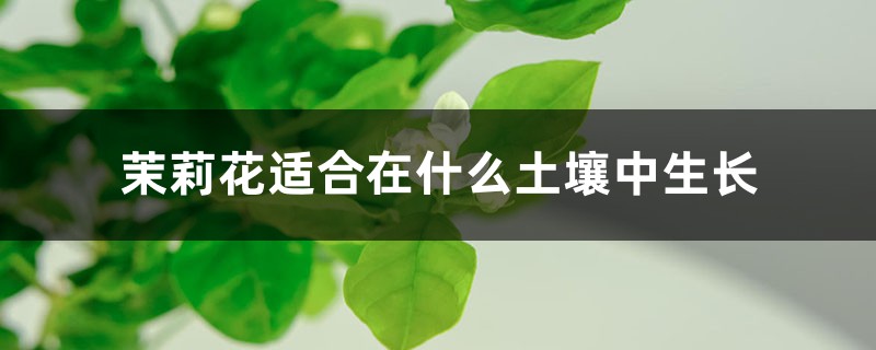 茉莉花适合在什么土壤中生长,茉莉花好养吗 茉莉花适合在什么土壤中生长,茉莉花好养吗