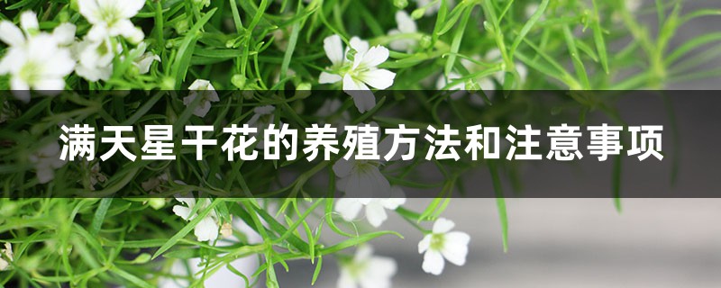满天星干花的养殖方法和注意事项,干花可以放多久 满天星干花的养殖方法和注意事项,干花可以放多久