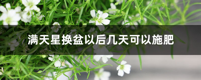 满天星换盆以后几天可以施肥,换盆后黄叶怎么办 满天星换盆以后几天可以施肥,换盆后黄叶怎么办