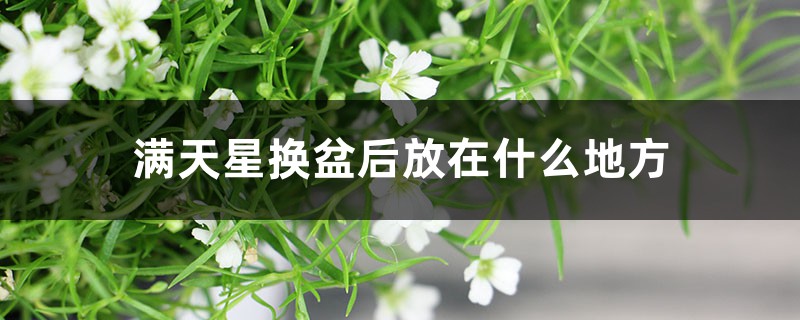 满天星换盆后放在什么地方,换盆后叶子干卷了怎么办 满天星换盆后放在什么地方,换盆后叶子干卷了怎么办