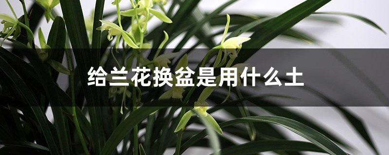 给兰花换盆是用什么土,能用养多肉的土养兰花吗 给兰花换盆是用什么土,能用养多肉的土养兰花吗