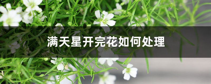 满天星开完花如何处理,枯了能剪掉吗 满天星开完花如何处理,枯了能剪掉吗