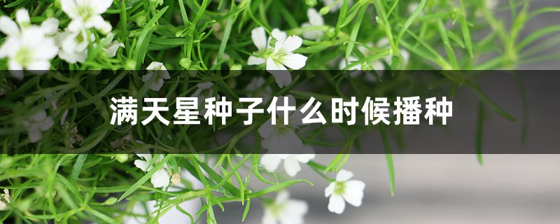 满天星种子什么时候播种,种子种植方法 满天星种子什么时候播种,种子种植方法