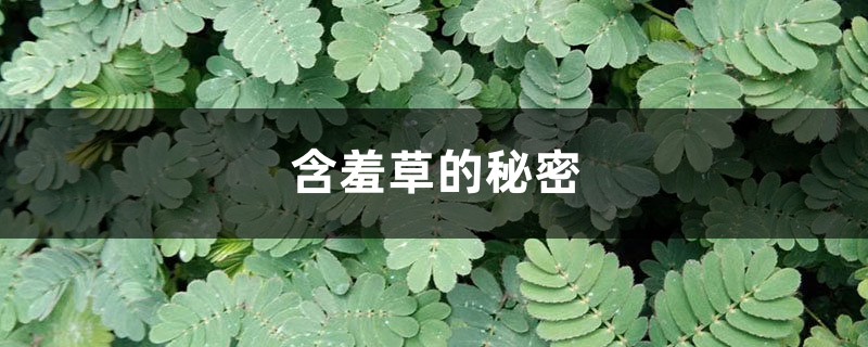 含羞草的秘密,含羞草的图片 含羞草的秘密,含羞草的图片